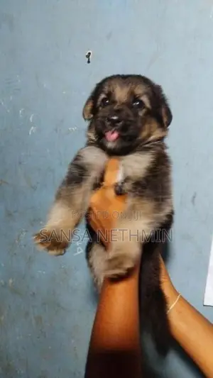 German Shepherd Dog