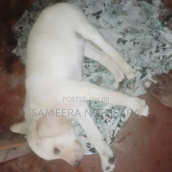 Labrador Puppy