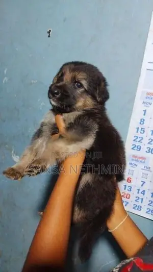 German Shepherd Dog
