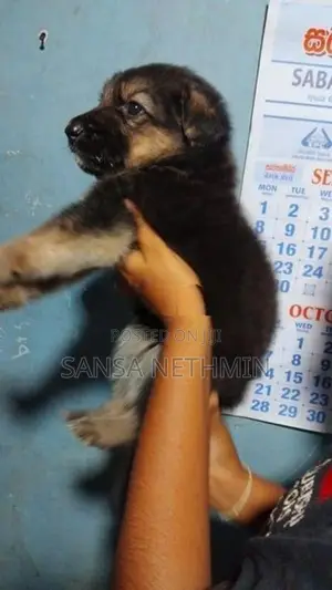 German Shepherd Dog