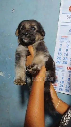 German Shepherd Dog