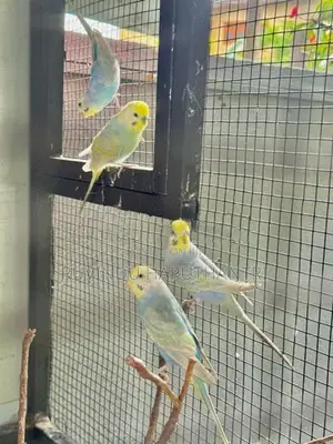 Rainbow Lovebirds