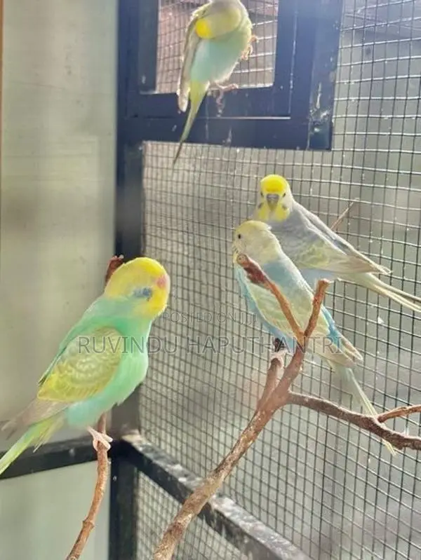 Rainbow Lovebirds