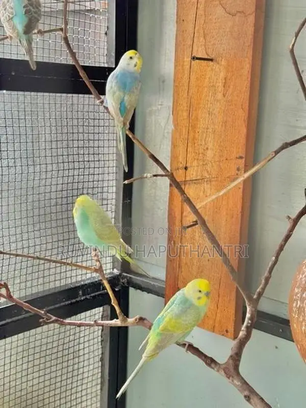 Rainbow Lovebirds