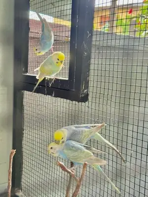 Rainbow Lovebirds