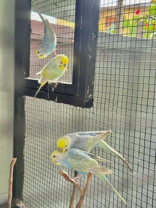 Rainbow Lovebirds