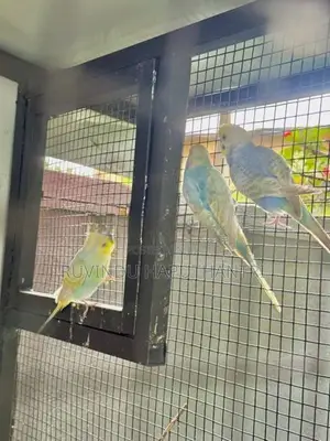Rainbow Lovebirds