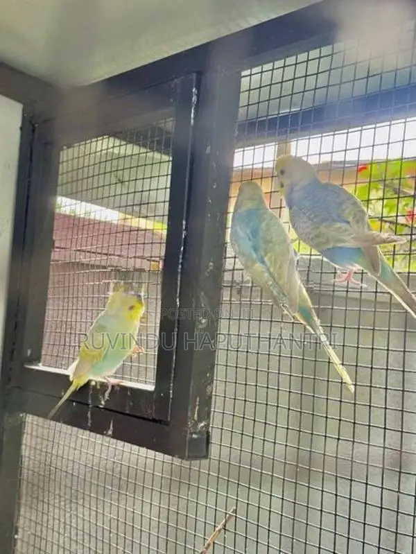 Rainbow Lovebirds