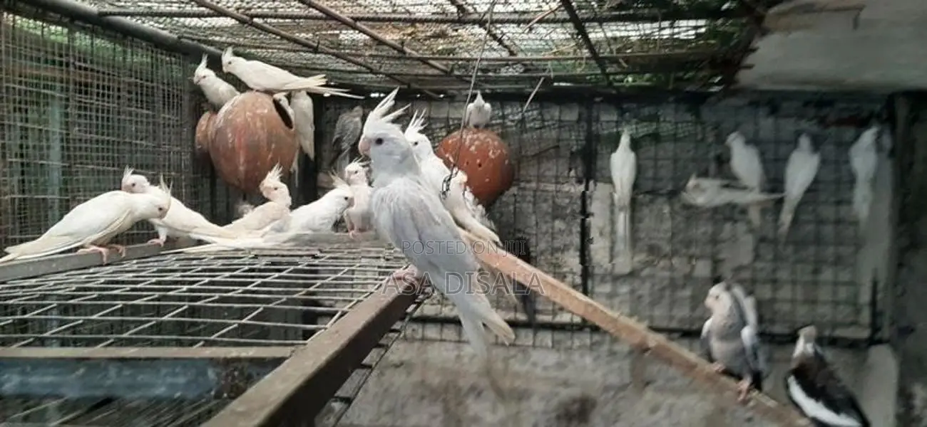 Cockatiel Bird