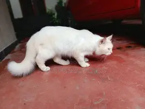 Persian Cat Male