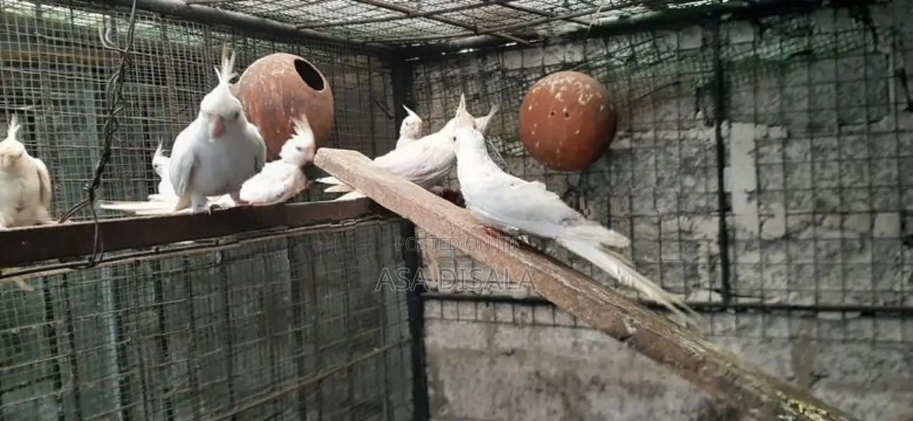 Cockatiel Bird