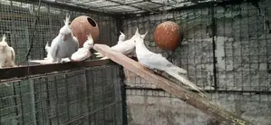 Cockatiel Bird