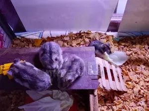 Campbell Dwarf Hamsers