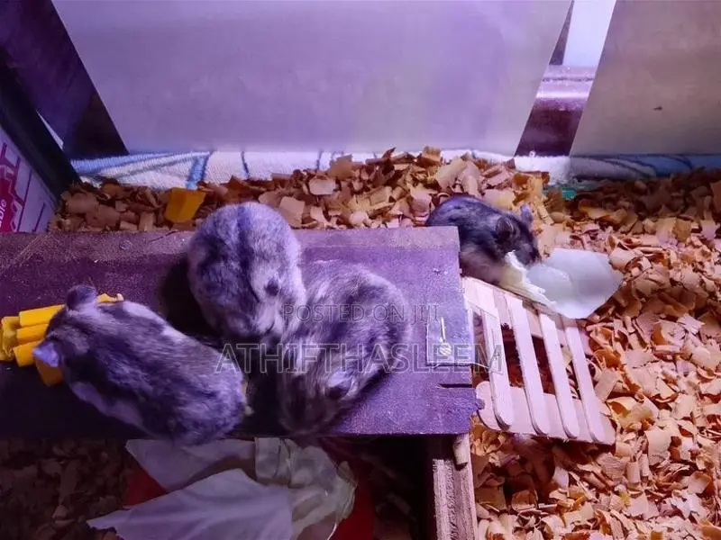 Campbell Dwarf Hamsers