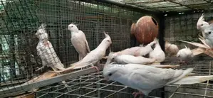 Cockatiel Bird