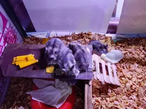 Campbell Dwarf Hamsers