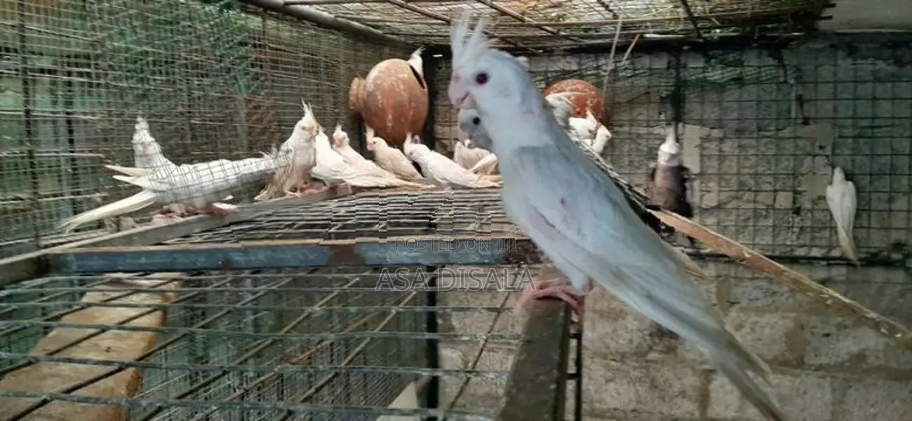 Cockatiel Bird