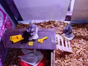 Campbell Dwarf Hamsers
