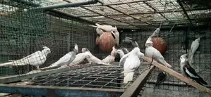 Cockatiel Bird