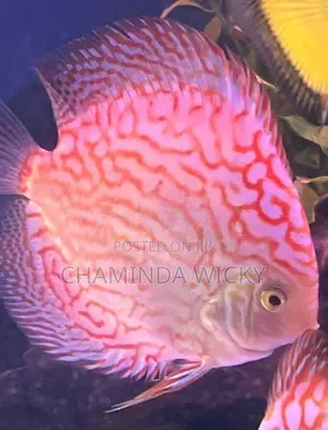 Discus Red Checkerboard 15 CM