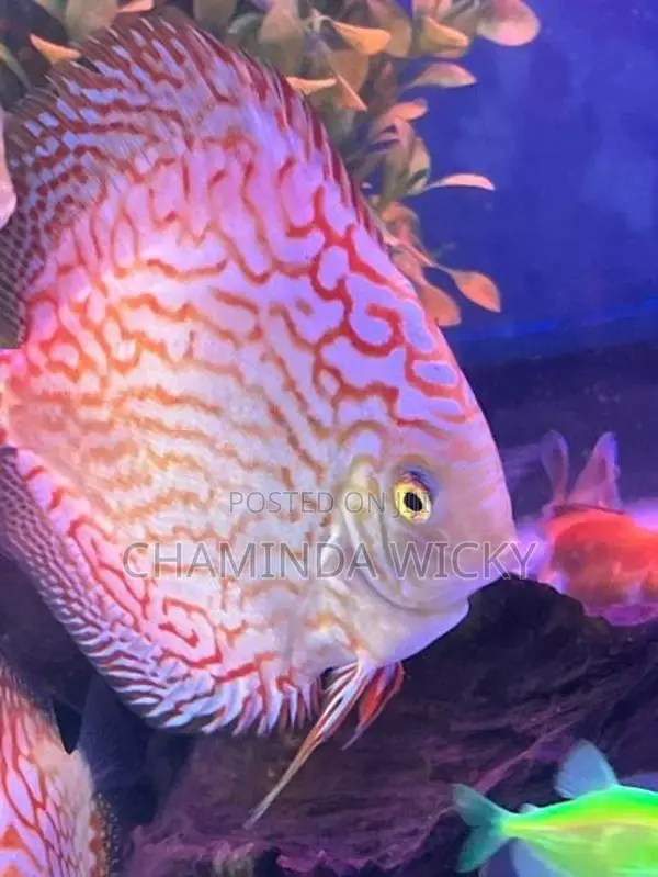 Discus Red Checkerboard 15 CM