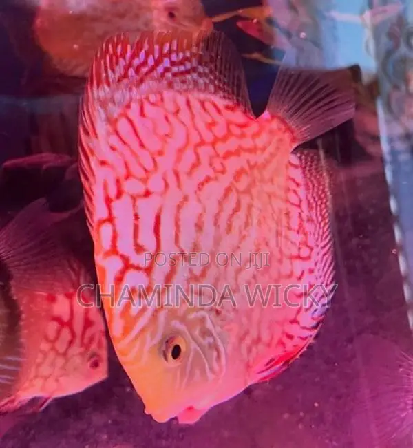 Discus Red Checkerboard 15 CM