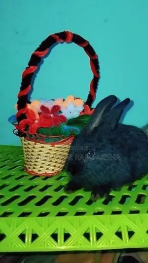 Angora Male Rabbit