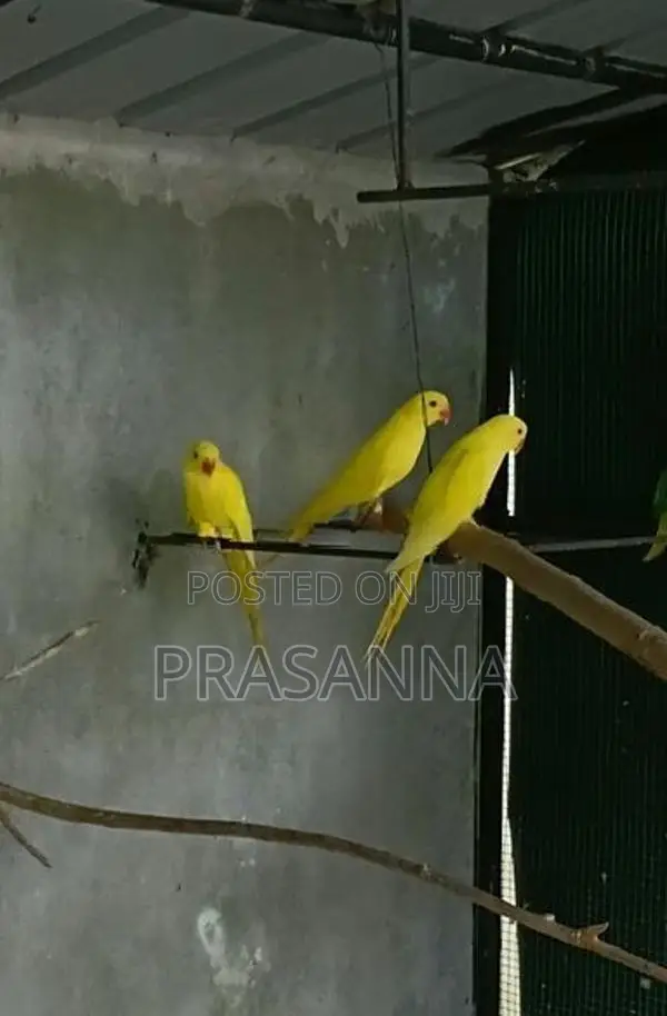 ring neck parrot