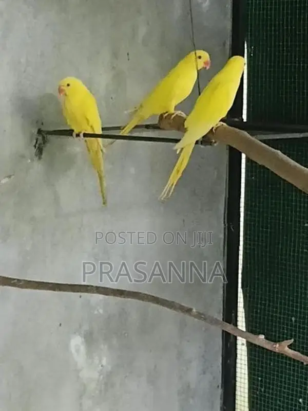 ring neck parrot