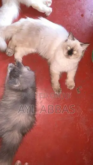 pure breed Himaliyen male