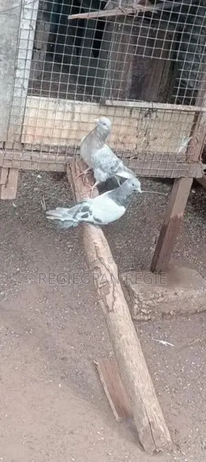 pigeon