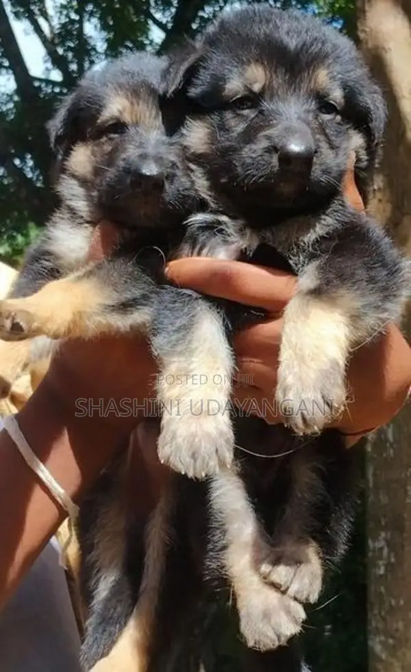 German Shepherd Puppies