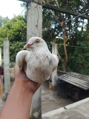 pigeon
