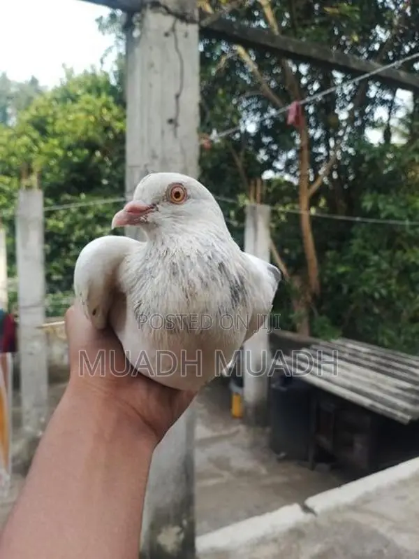pigeon