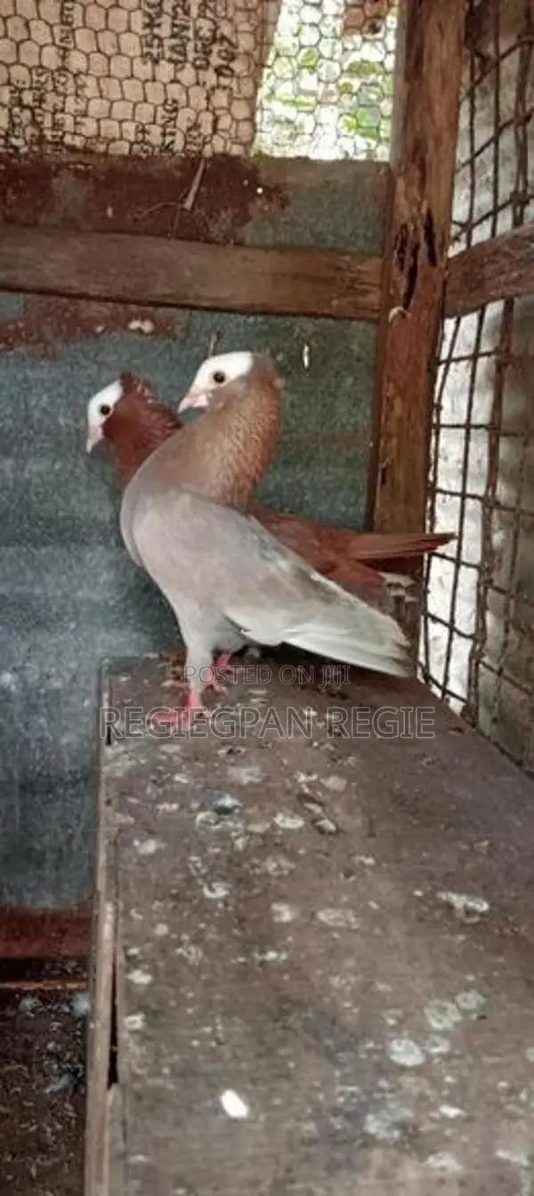 pigeon