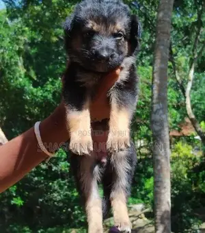 German Shepherd Puppies