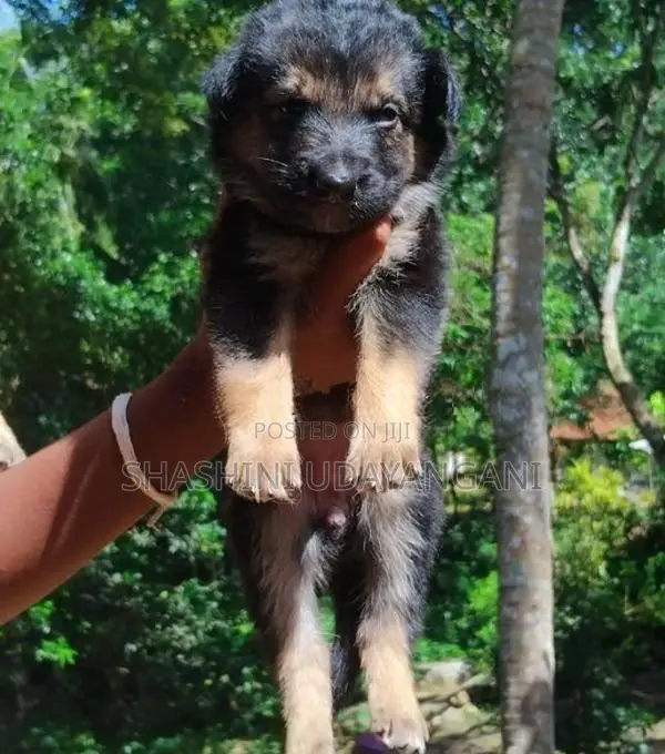 German Shepherd Puppies