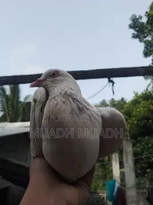 pigeon