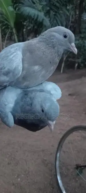 pigeon