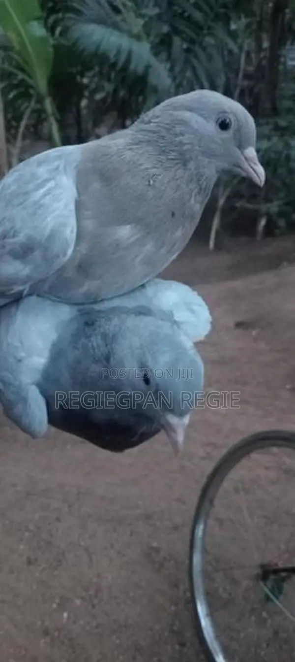 pigeon