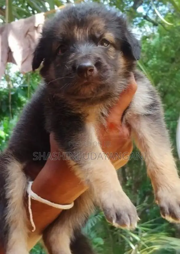 German Shepherd Puppies