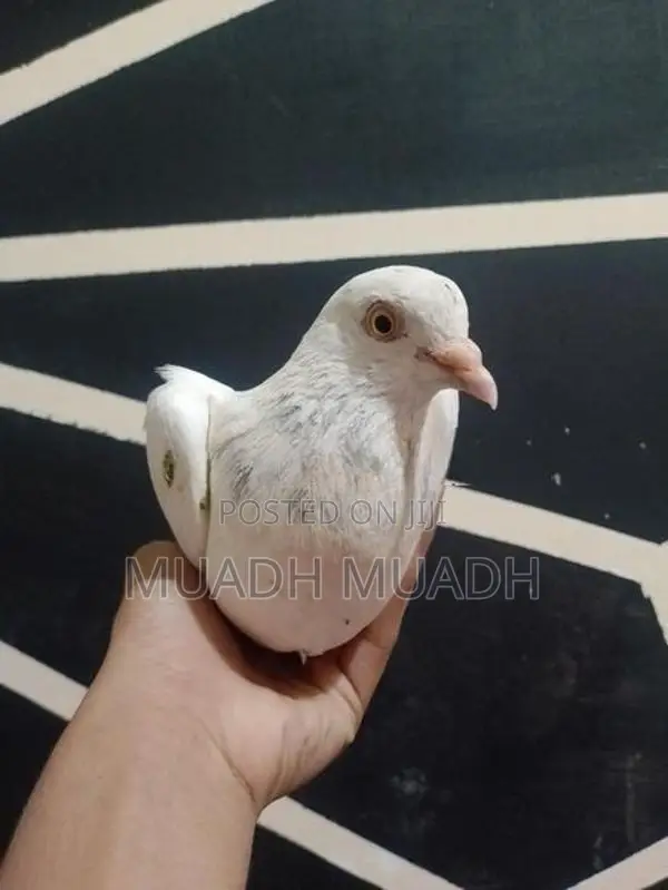 pigeon