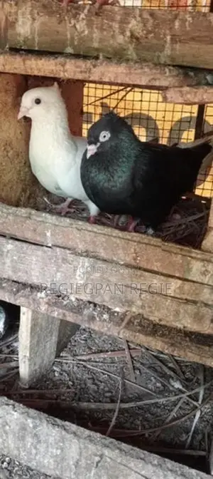 pigeon