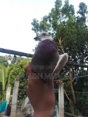 pigeon