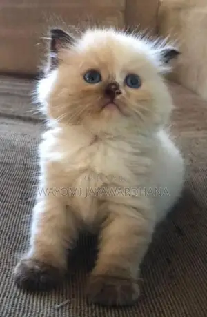 Persian cats