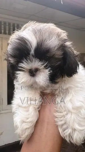 Shih Tzu Puppy