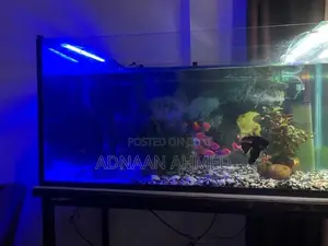 Fish Tank