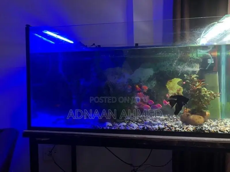 Fish Tank
