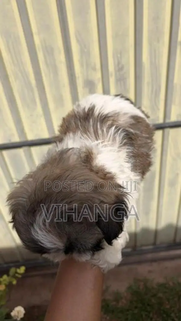 Shih Tzu Puppy
