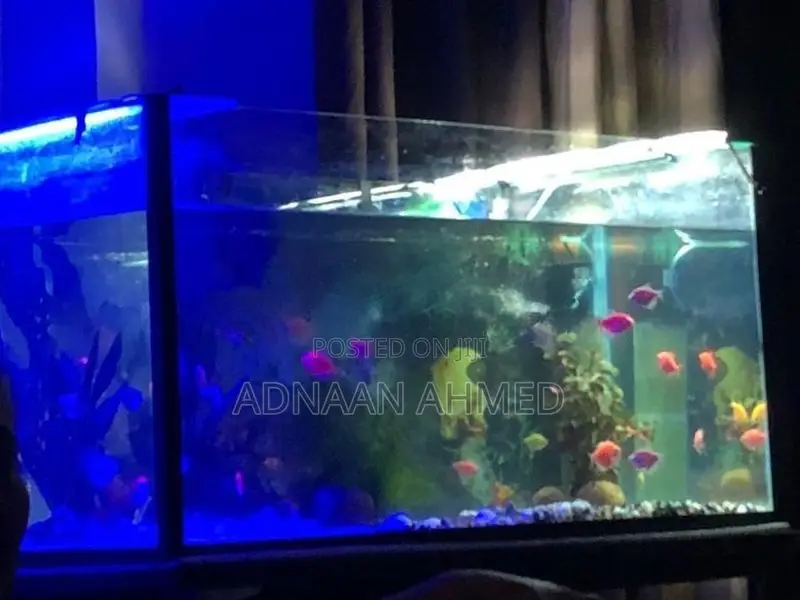 Fish Tank
